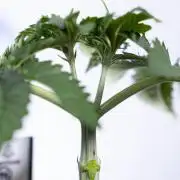 Nectar Drip #2 - Zamnesia x Tical x B&B