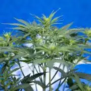 Watermelon Candy  Auto - Zamnesia x B&B