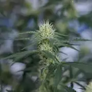 Tangerine Dream  Auto - Zamnesia x B&B