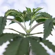 Lemon Cherry Gelato - Zamnesia x B&B