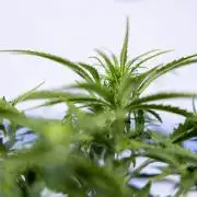 LSD 🌈⃤— F1 Auto - Zamnesia x B&B