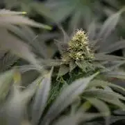 Permanent Marker - Zamnesia x B&B