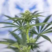 Nectar Drip #4 - Zamnesia x Tical x B&B