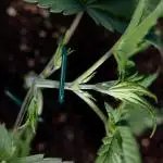 Monster Dwarf II Auto - Zamnesia x B&B