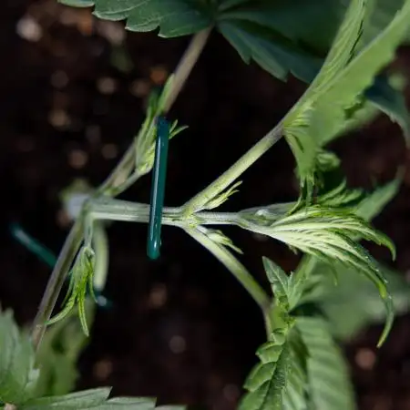 Monster Dwarf II Auto - Zamnesia x B&B