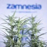 Karen Kush Auto #2 - Zamnesia x B&B