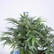 Critical Cheese Auto #1 - Zamnesia x B&B