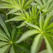 Georgia Pie #2 - Zamnesia x B&B