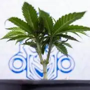 Nectar Drip #3 - Zamnesia x Tical x B&B