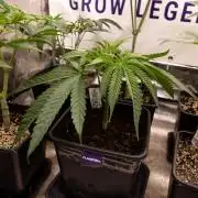 Lemon Cherry Gelato #2 - Zamnesia x B&B