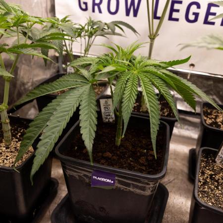 Lemon Cherry Gelato #2 - Zamnesia x B&B