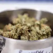 Lemon Cherry Gelato #1 - Zamnesia x B&B