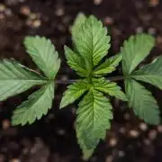 Nectar Drip - Zamnesia X Tical