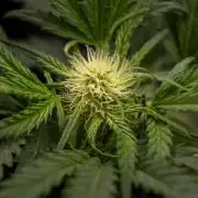 Watermelon Candy  Auto - Zamnesia x B&B