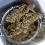 Zookies Auto 1 // Zamnesia x B&B