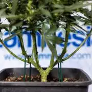 Hawaiian Snow 🌸 Auto - Zamnesia x B&B
