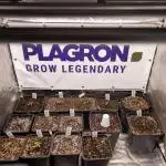 Lemon Cherry Gelato - Zamnesia x B&B