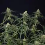 Blue Dream 2 // Zamnesia x B&B