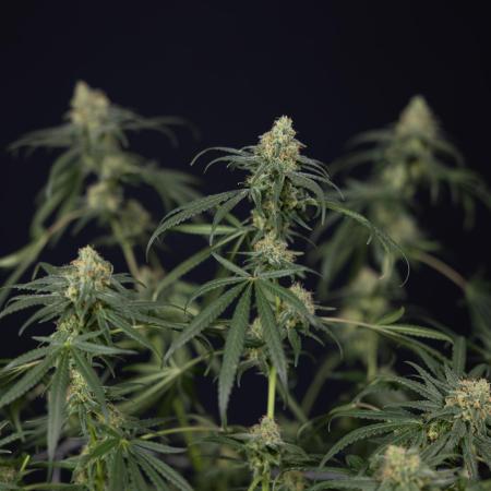 Blue Dream 2 // Zamnesia x B&B
