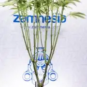 Nectar Drip #2 - Zamnesia x Tical x B&B