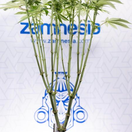 Nectar Drip #2 - Zamnesia x Tical x B&B