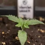 Monster Dwarf II Auto - Zamnesia x B&B