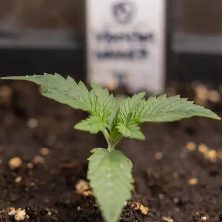 Monster Dwarf II Auto - Zamnesia x B&B