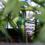 Critical Cheese Auto I - Zamnesia x B&B