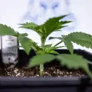 Sticky Broccoli - Zamnesia x B&B