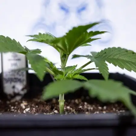 Sticky Broccoli - Zamnesia x B&B