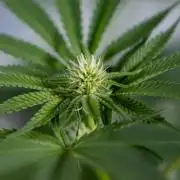 Georgia Pie #3 - Zamnesia x B&B