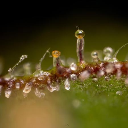 Karen Kush Auto #1 - Zamnesia x B&B