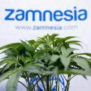 L.A. KUSH Cake #2 - Zamnesia x B&B