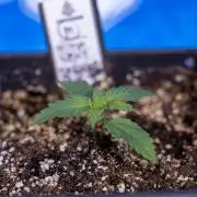 Permanent Marker - Zamnesia x B&B