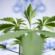 L.A. KUSH Cake 1 - Zamnesia x B&B