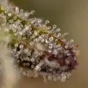 Monster Dwarf #2 Auto - Zamnesia x B&B