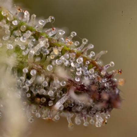 Monster Dwarf #2 Auto - Zamnesia x B&B