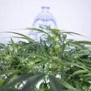 Critical Cheese Auto II - Zamnesia x B&B