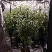 Chocolope 🍫 Auto - Zamnesia x B&B