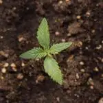 Watermelon Candy II Auto - Zammi x B&B