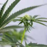 Lemon Cherry Gelato #2 - Zamnesia x B&B