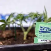 Tropical Mintz 🌴 OG F1 Auto - Zamnesia
