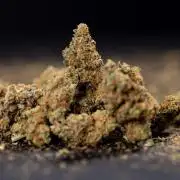 Blue Widow 🕷️  - Zamnesia x B&B
