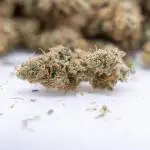 Blue Dream 1 // Zamnesia x B&B