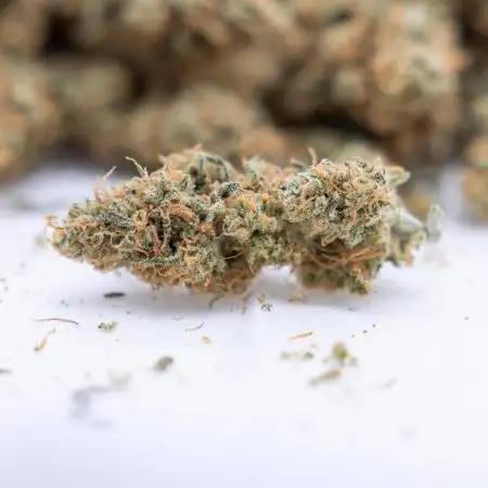 Blue Dream 1 // Zamnesia x B&B