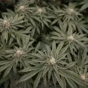 Nectar Drip #2 - Zamnesia x Tical x B&B