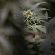 Nectar Drip #5 Clone - Zamnesia x B&B