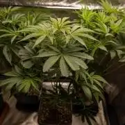 Tropicana Cookies #1 - Zamnesia x B&B