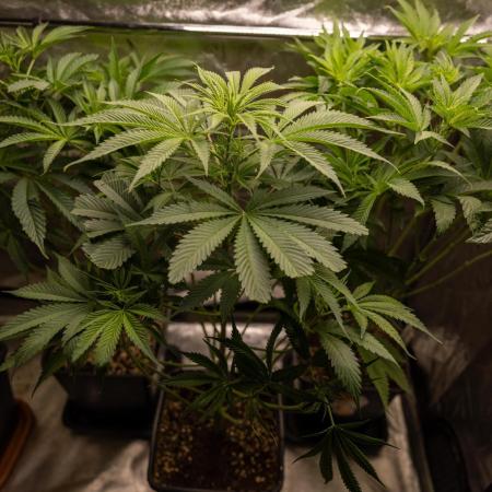 Tropicana Cookies #1 - Zamnesia x B&B