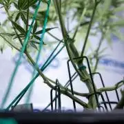 Monster Dwarf II Auto - Zamnesia x B&B